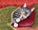 Cat Nap