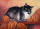 Pumpkin Kitty