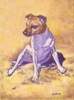 Jack Russell Terrier
