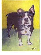 Boston Bull Terrier