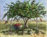 Apple Hervest, Item 3