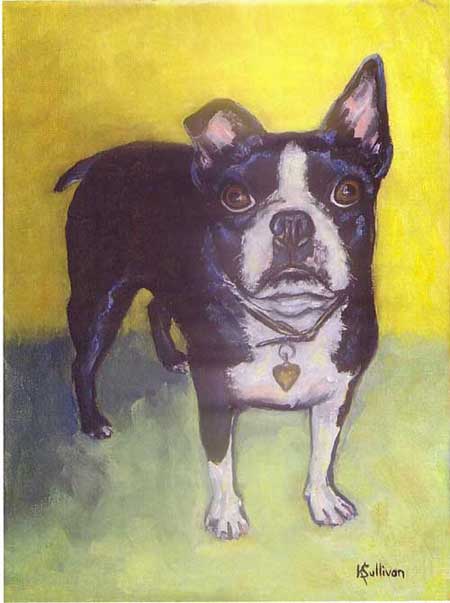 Boston Bull Terrier